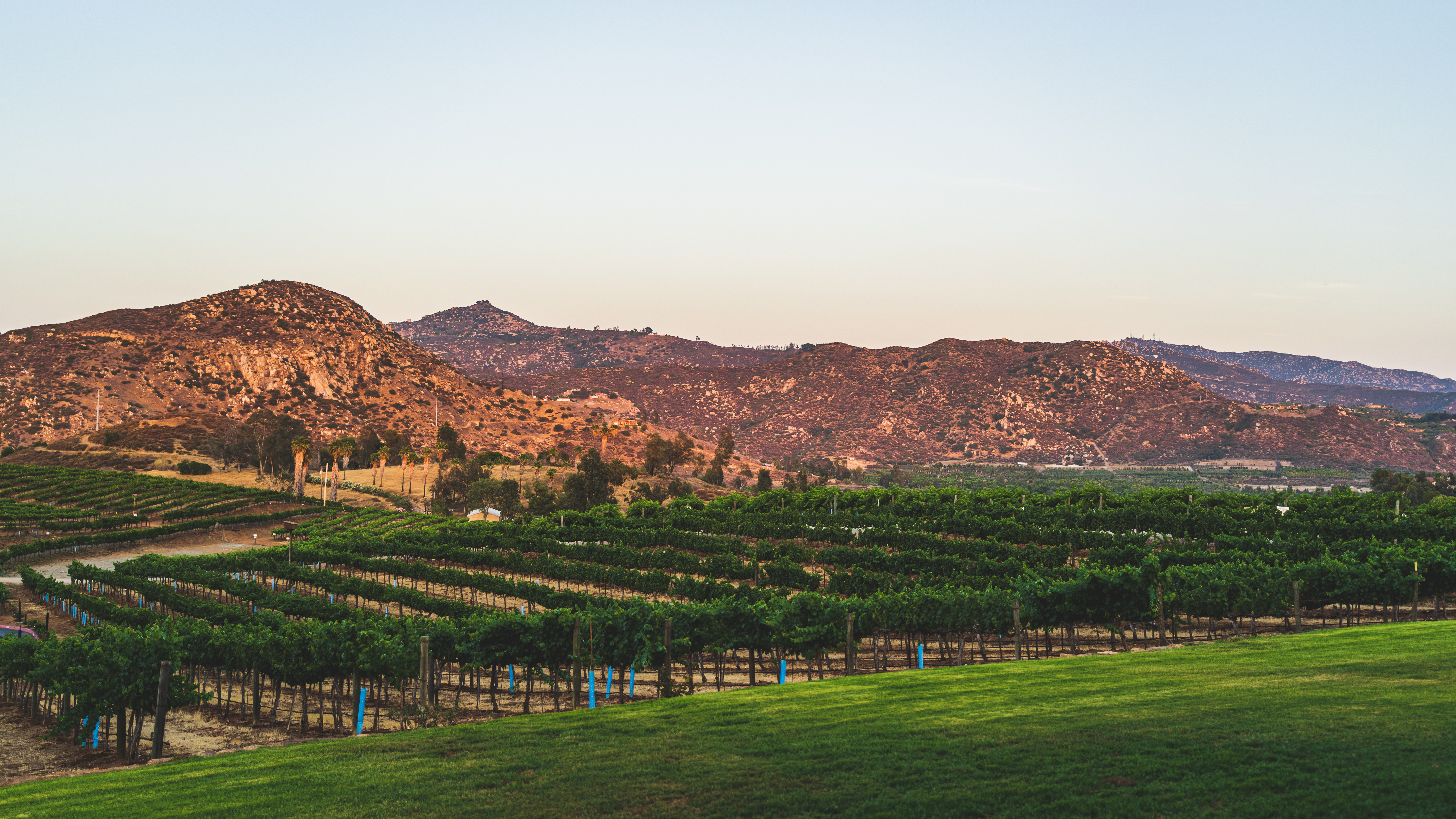 Rows of grape vines at Southern California vineyard at sunset in the San Pasqual Valley outside of San Diego (Adobe Stock)